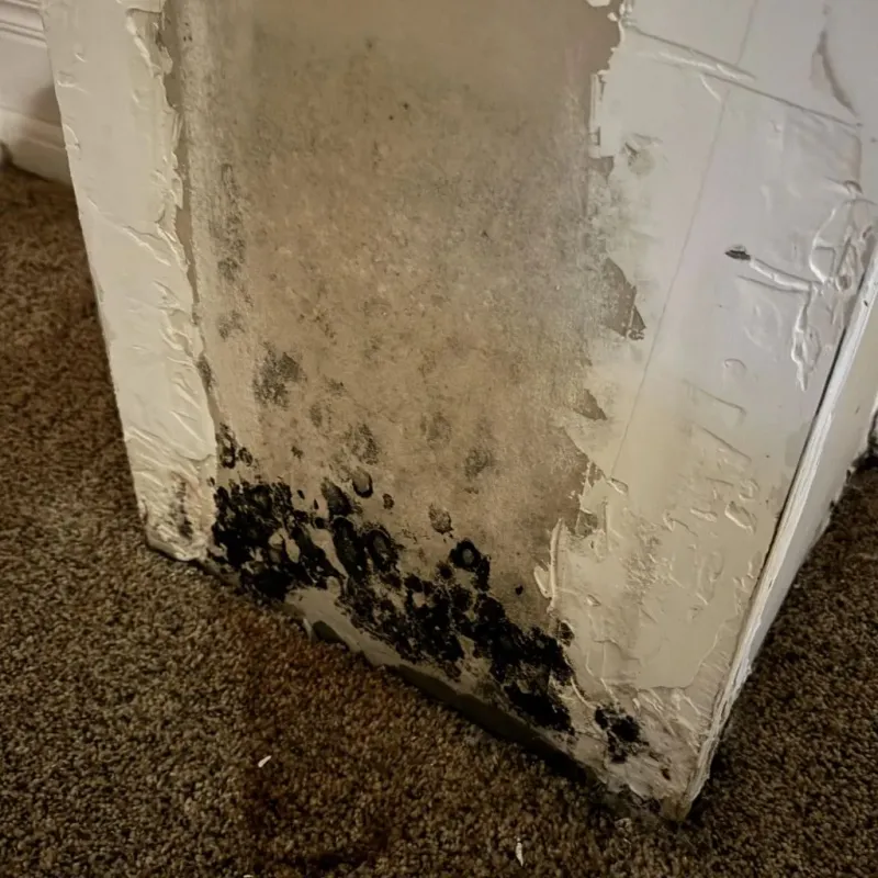 Professional Mold Removal in Quitman, MS